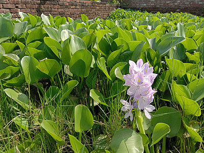 紫紫色和白色的花自然花瓣粉色洋甘菊花园花盆绿色场地农场季节图片
