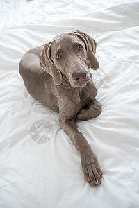 厌倦困睡的Weimaraner指针狗休息和躺在床上睡觉时被白床单覆盖说谎宠物卧室灰色小狗房间伴侣短发猎犬动物图片