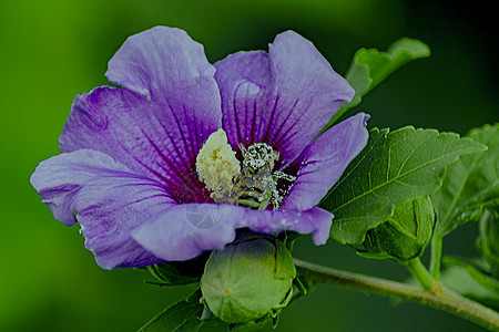 在绿色背景的紫花中蜜蜂 收集花蜜图片