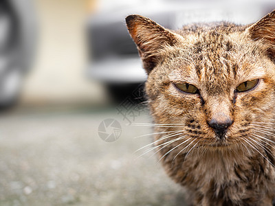 近距离的图片 棕猫湿在雨中坐着和爸爸图片