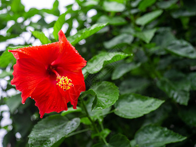 一棵广受亚洲人欢迎的树 用来生产华丽鲜花木槿花园花头热带生活花瓣花卉花朵植物群小路图片
