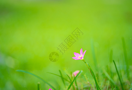 绿色背景的紫色草花图片