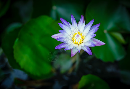 池塘上含莲叶的百合丽水花园热带百合美丽黄色白色公园花瓣季节蓝色图片