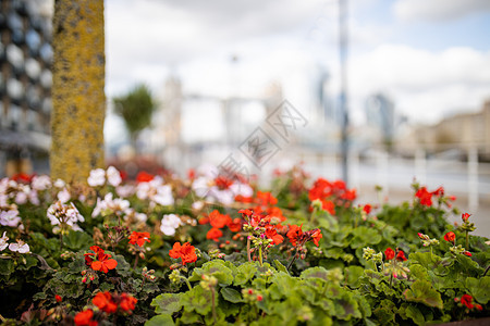 红花和白花的景观视图 以模糊城市风景为背景全景天空地标灯柱摩天大楼旅行游客纪念碑闲暇历史图片
