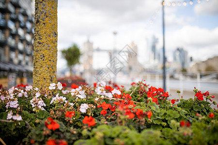 红花和白花的景观视图 以模糊城市风景为背景地标摩天大楼历史游客建筑学灯柱天空旅行首都旅游图片