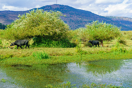 Hula自然保护区中的湿地和亚洲水水牛城图片