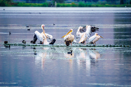胡拉自然保护区中的佩利卡人和其他鸟类池塘湿地公园农村乡村野生动物旅行环境动物群移民图片