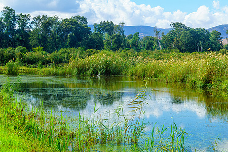 Hula自然保护区中的湿地和Egret鸟类图片