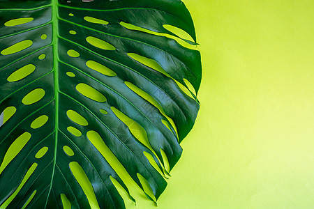 黄色背景的热带绿叶怪物a 顶部视图 复制空间 海报曲线枝条情调卡片棕榈花园墙纸植物花店叶子图片