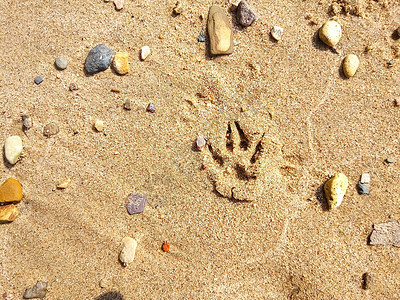 用小石头在沙滩上的狗足迹图片
