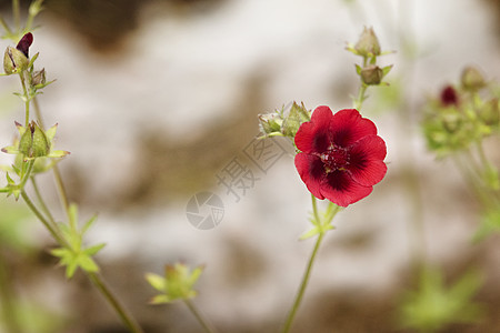 白花红花图片