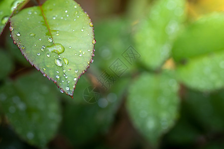 在花园的阳光下特写绿叶 自然黑色季节背景植物墙纸美丽树叶绿色绿色植物生态叶子图片