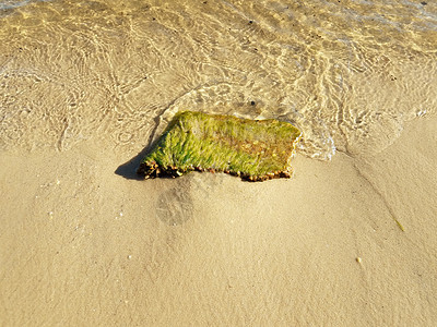 绿藻或海草在水中的岩石或石头海藻植物学支撑藻类植物植物群海滩图片