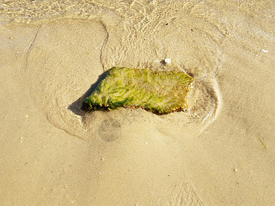 绿藻或海草在水中的岩石或石头植物群海藻植物学海滩支撑藻类植物图片