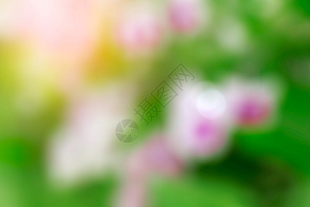 带有模糊图像的花朵花园植物植物学植物群背景旅行兰花公园阳光热带图片