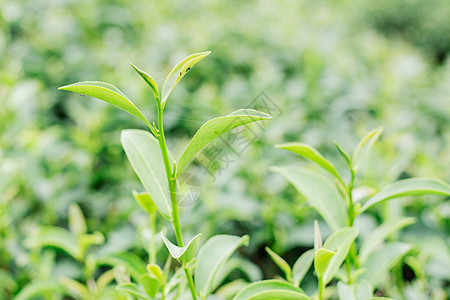 茶叶 背景模糊农场场地国家花园树叶生长风景文化茶园草本植物图片