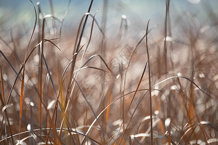 橙色的Reed在风中吹荒野海浪农村刀片叶子天空野草场地植物蓝色图片