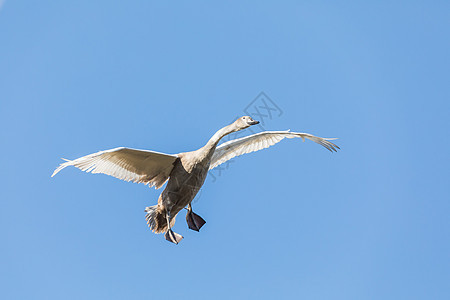 年轻的穆特天鹅 赛格努斯奥洛尔 飞行中蓝天空气保护动物水禽观鸟生活天空蓝色动物群图片