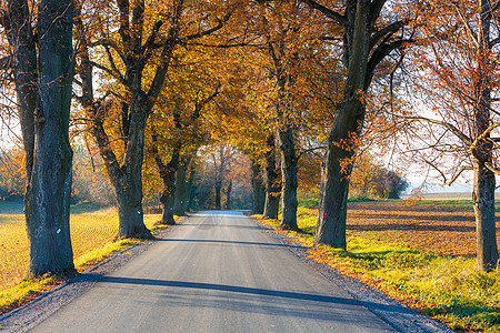 秋天在巷子上掉落的彩色树小路胡同树叶植物车道森林花园国家风景大街图片