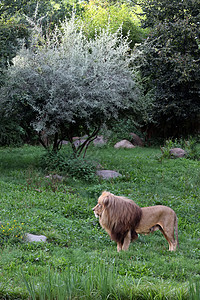 绿色草原上狮子的身形图片