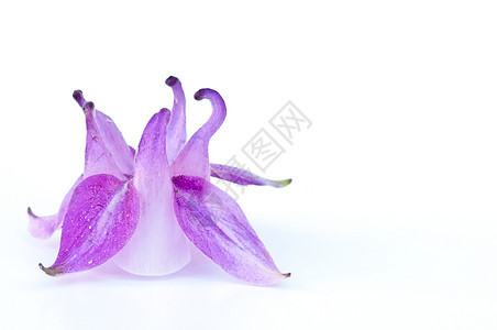 科伦苯季节飞行绿色植物紫色花园植物学叶子粉色花瓣图片