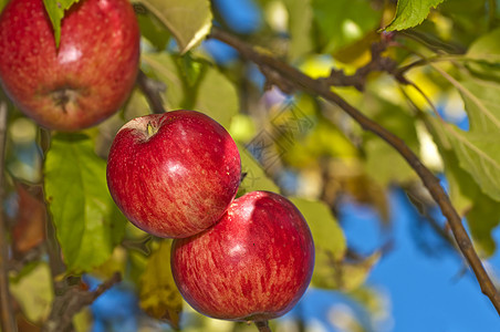 树上的苹果红色背景熟食纤维饮食水果食物产品小吃收成图片