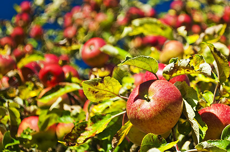 树上的苹果小吃熟食背景纤维收成饮食水果食物产品红色图片