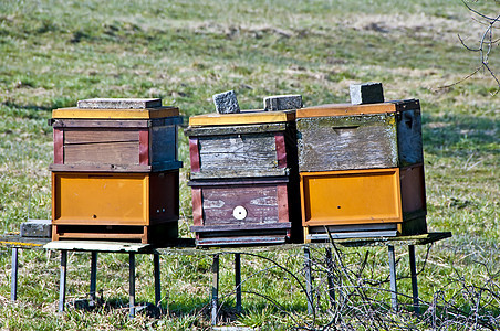 蜜蜂种群蜂巢蜂房养蜂业蜂蜜昆虫爱好图片