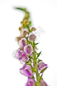 狐群手套花朵紫色药品荒野花园美丽种子植物植物群图片