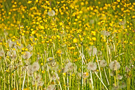 黄花果场地植物毛茛草地蒲公英生长美丽黄色野花牧场图片