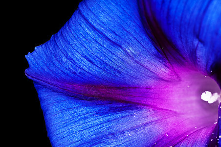 清光闪耀宏观植物魔法亮度黑色艺术蓝色药品图片