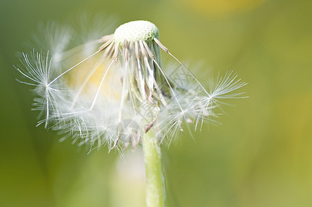 dandelion 宏黄色乡村宏观康复植物药品治愈种子牧场美丽图片