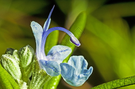 迷宫蓝色药品草本植物叶子植物群烹饪植物迷迭香宏观草本图片