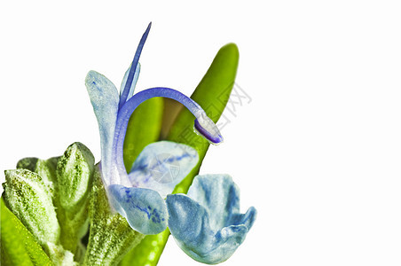 迷宫草本宏观药品植物群医疗迷迭香叶子蓝色烹饪花束图片