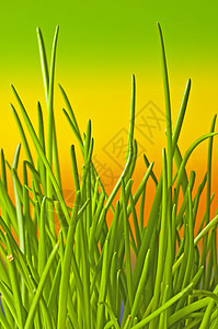 点线草本植物烹饪草本绿色大葱香料厨房背景图片