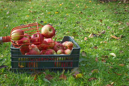 在铁丝篮子里摘到的新鲜红苹果收获花园叶子果园饮食采摘园艺农场季节农业背景图片