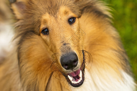 阳光明媚牧羊人棕色毛皮犬类宠物头发哺乳动物血统长发恋人图片