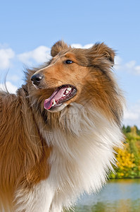 阳光明媚犬类动物棕色宠物毛皮哺乳动物血统红色长发小狗图片
