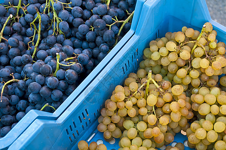 蓝葡萄和白葡萄小吃收成食物水果市场盒子图片