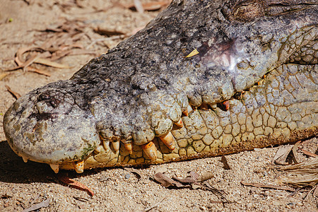 昆士兰州澳大利亚农村的鳄鱼动物河口野生动物食肉眼睛热带皮肤荒野沼泽危险图片