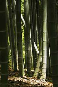 竹竹林活力边界树林圆形绿色生长植物焦点柱状森林图片