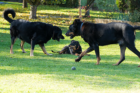 可爱的年轻的比思牧狗 和两个大成人玩耍小狗警卫杂食性品种犬类宠物牧羊人丝袜酱油动物图片