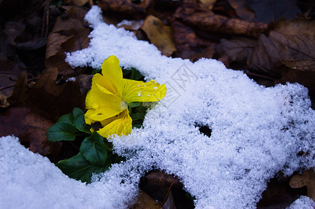 雪下紧贴的花朵植物群植物绿色叶子团体季节性植物学黄色宏观地面图片