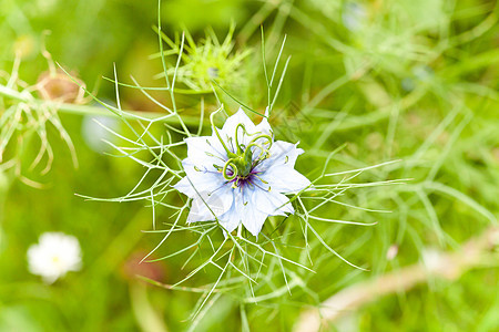 紧闭花 蓝花或白花绿色植物花园蓝色白色草本植物黑色植物学叶子植物群图片