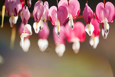 心形柔软的焦点 红花和白花花朵季节花园背景植物植物群奇观宏观中心墙纸图片