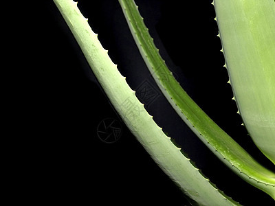 Aloe 单向养分植物软药医疗疗法化妆品皮肤免疫系统矿物防晒图片