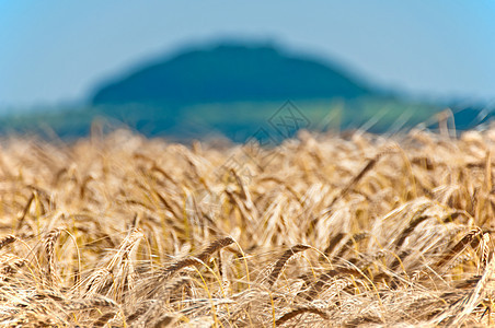 大麦 荷德姆粗俗粮食天空锐化啤酒场地蓝色玉米爬坡农业宏观图片