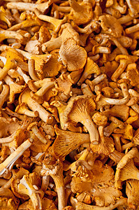 钱特拉蘑菇蔬菜餐厅厨房收集烹饪森林熟食背景图片