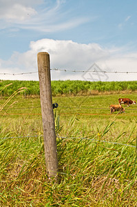 奶牛动物栅栏场地全景农场生产牛奶燃料农业哺乳动物图片