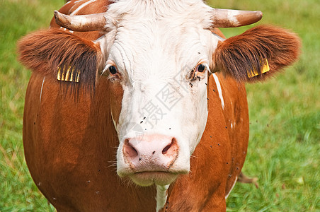 奶牛全景国家牛奶场地农场动物哺乳动物农业图片